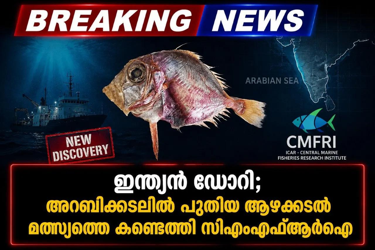 ഇന്ത്യന് ഡോറി; അറബിക്കടലില് പുതിയ ആഴക്കടല് മത്സ്യത്തെ കണ്ടെത്തി സിഎംഎഫ്ആര്ഐ